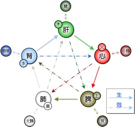 肝屬木|中醫基礎理論五臟詳解（肝）